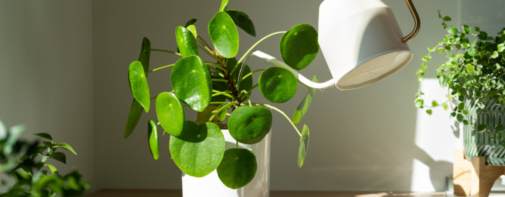 Philodendron Xantal