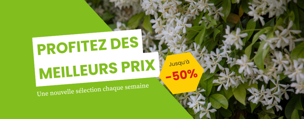 Plantes artificielles en promotion : élégantes et économiques