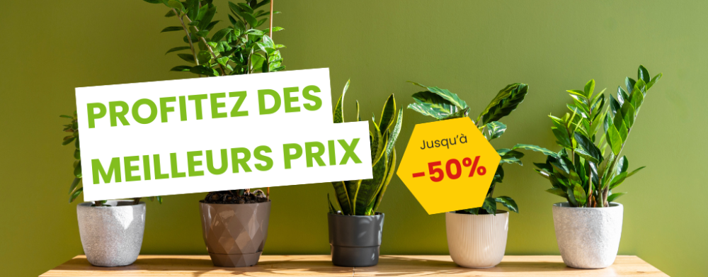 Plantes artificielles en promotion : élégantes et économiques