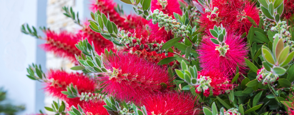 Passiflora  - Passiflora Caerulea