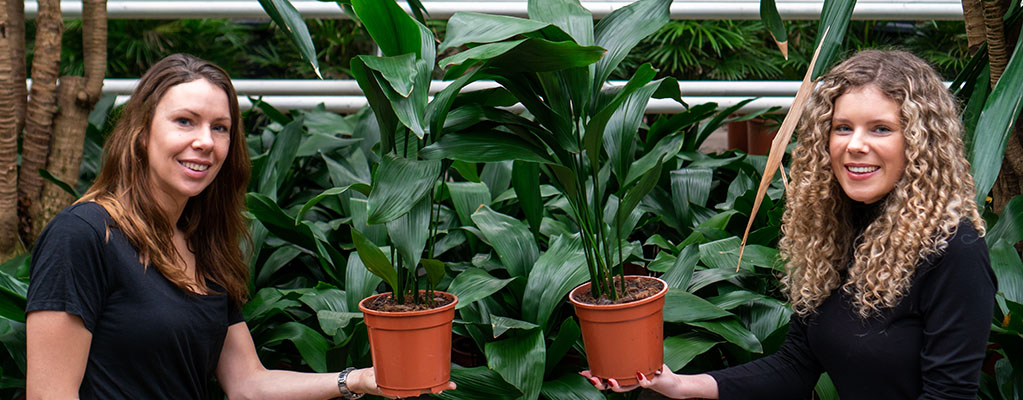 Aspidistra Aspidistra