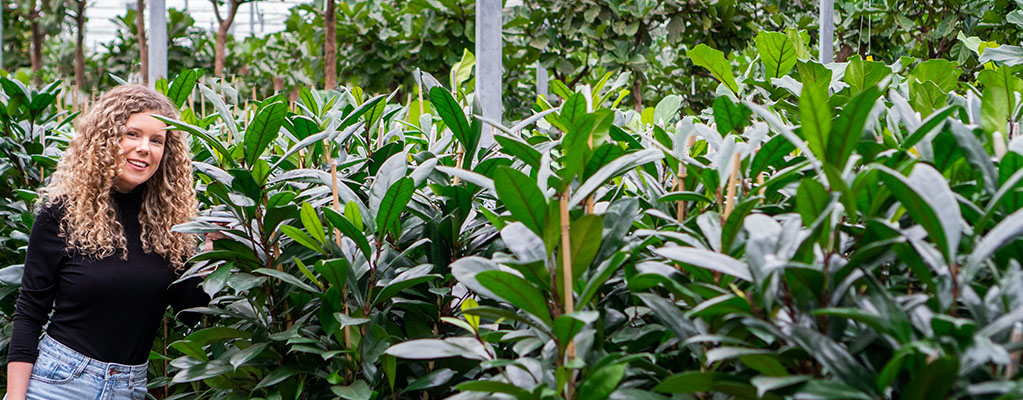 Ficus Cyathistipula Ficus Cyathistipula