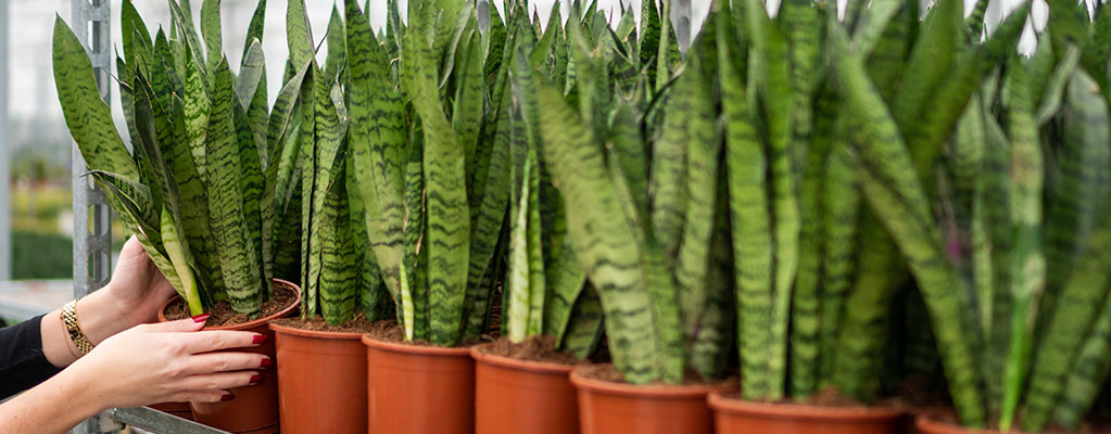 Sansevieria Zeylanica - Chanvre en arc Sansevieria Zeylanica - Chanvre en arc