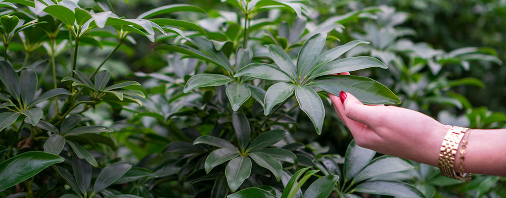 Schefflera Arboricola Schefflera Arboricola