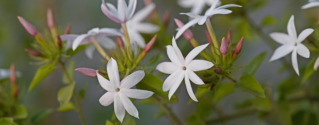 Trachelospermum Trachelospermum