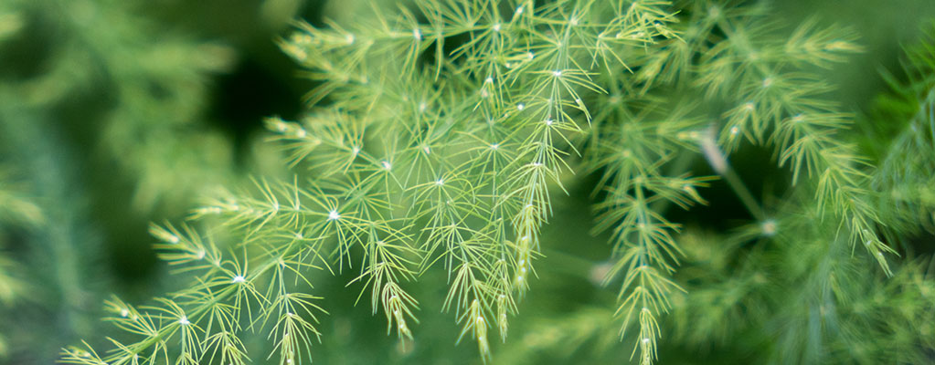 Asparagus Asparagus