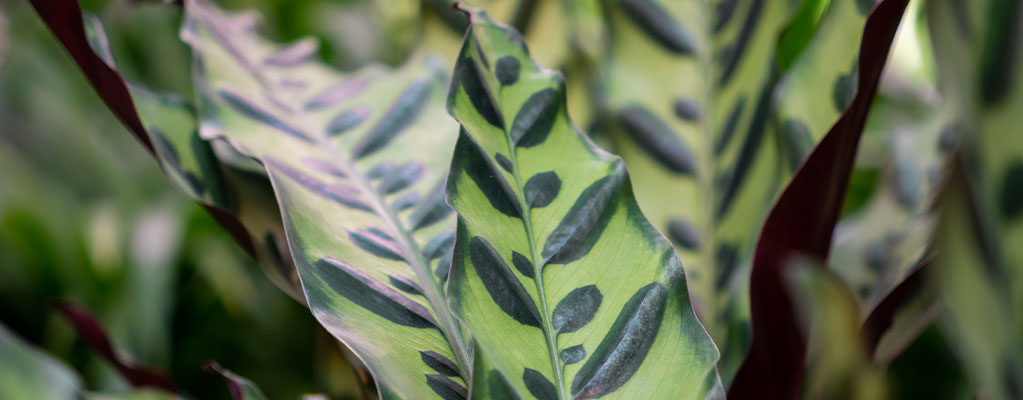 Calathea Lancifolia Calathea Lancifolia