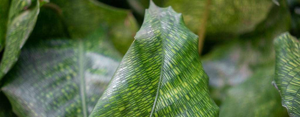Calathea Network Calathea Network