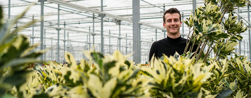 Croton Tamara (Arbuste miraculeux) Croton Tamara (Arbuste miraculeux)