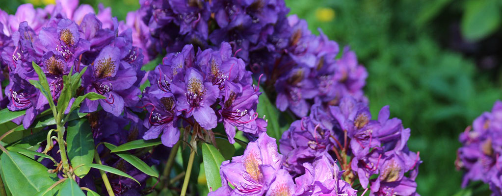 Rhododendron Rhododendron