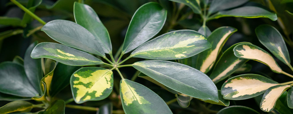 Schefflera (Ray aralia) - Hydroponique Schefflera (Ray aralia) - Hydroponique