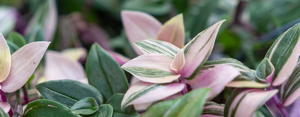 Tradescantia - Juif errant Tradescantia - Juif errant