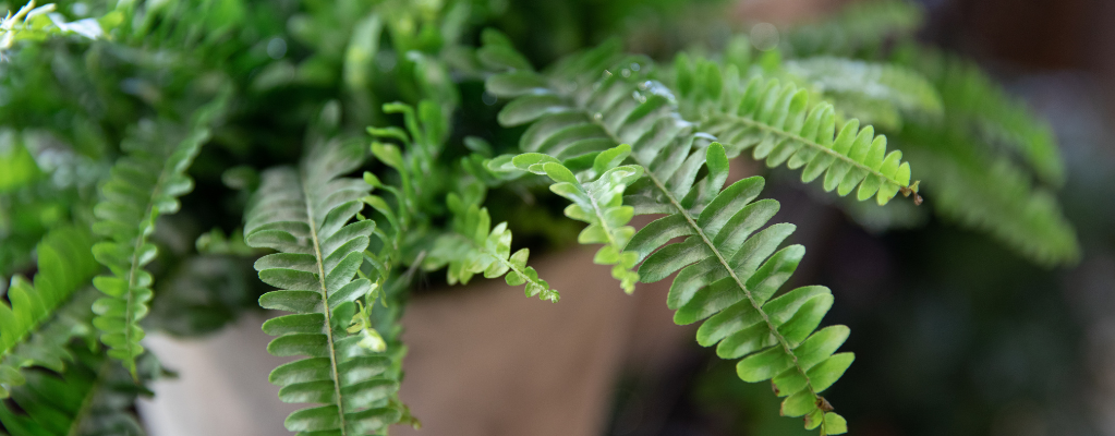 Fougère à l’ombre