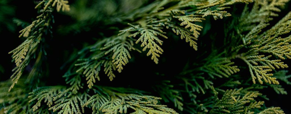 Cupressus - Cyprès
