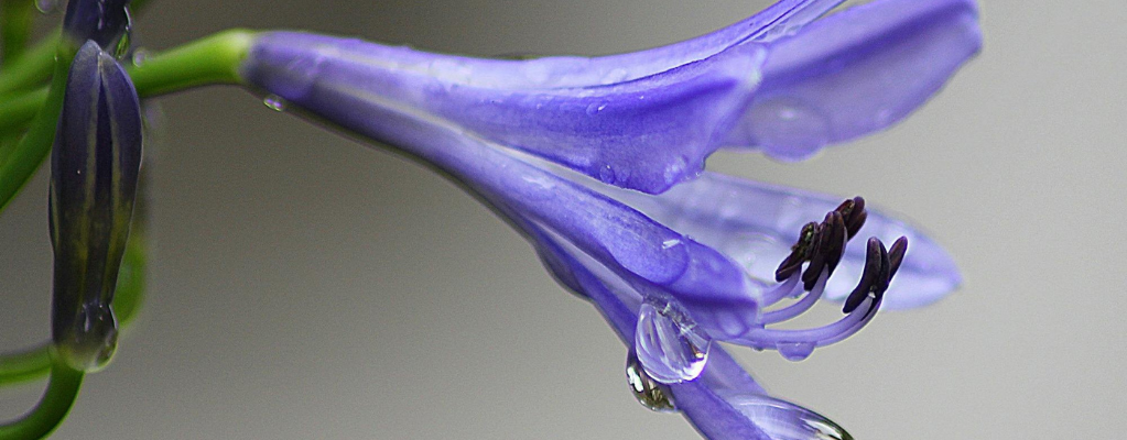 Lys Africain (Agapanthus)