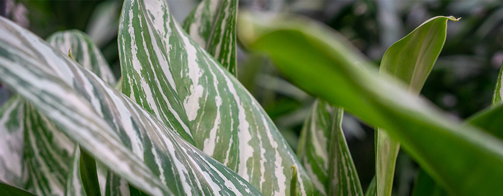 Aglaonema Stripes