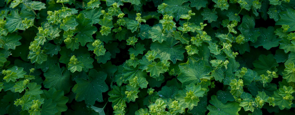 Alchemilla – Une plante polyvalente pour votre jardin