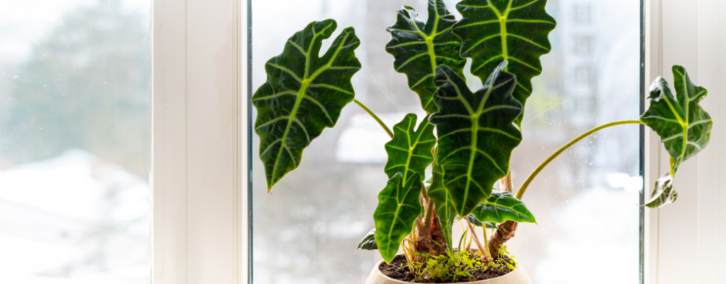 Alocasia -  Oreille d'éléphant 