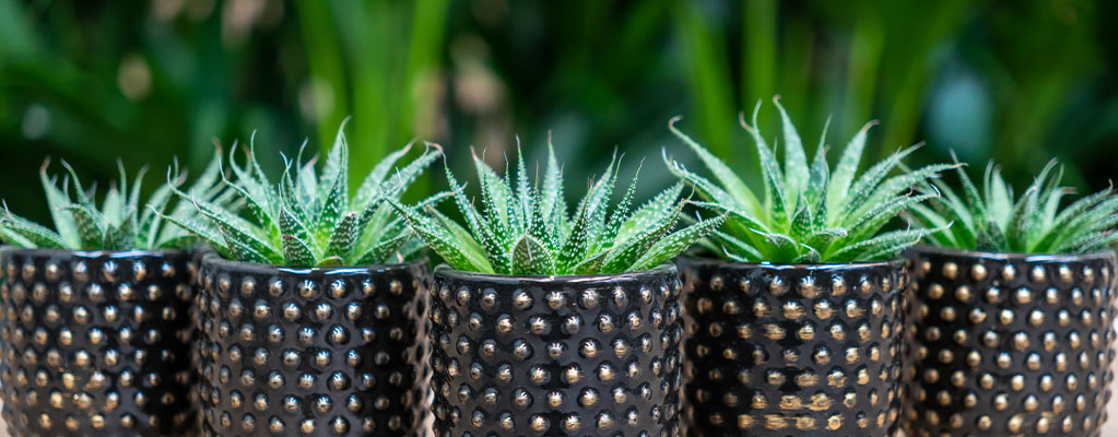 Boutures d'aloe vera