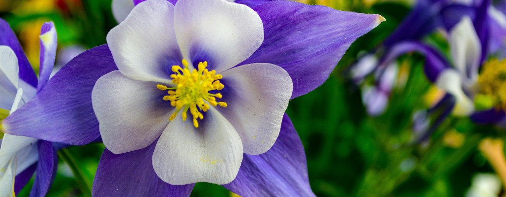 Aquilegia : apportez couleur et élégance à votre jardin