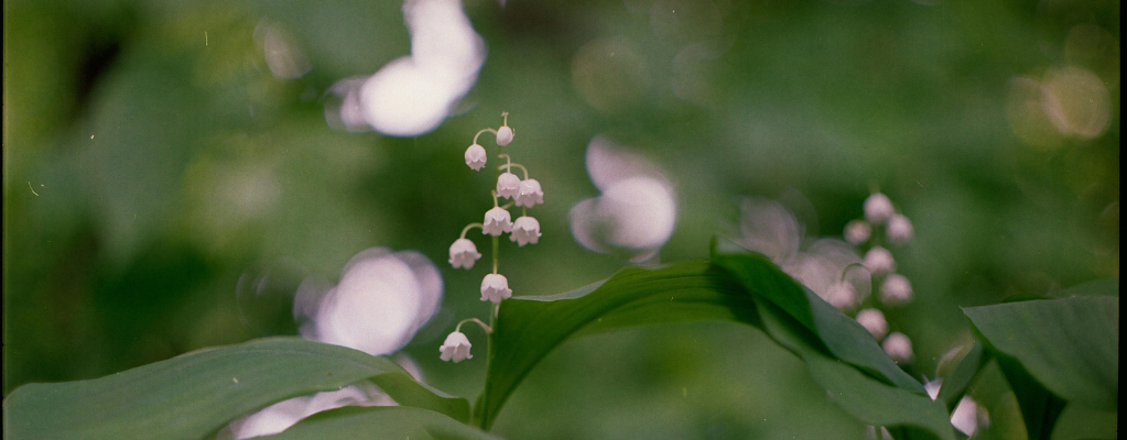 Muguet