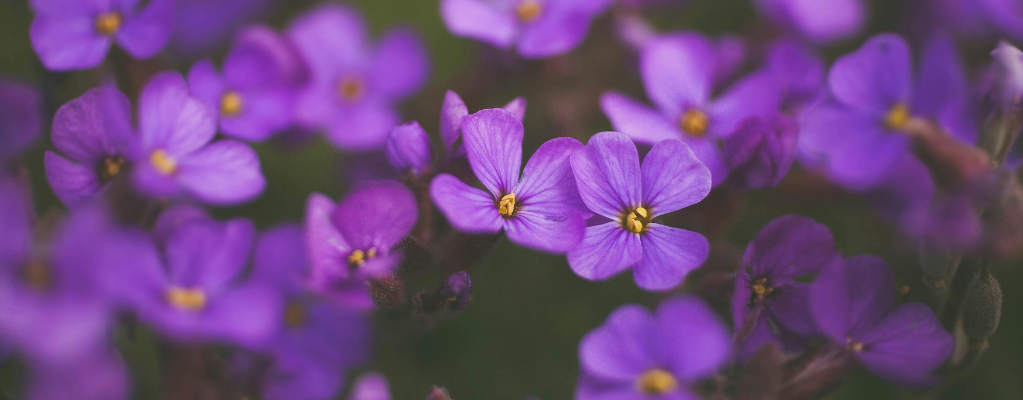 Aubrieta - Un couvre-sol coloré pour votre jardin