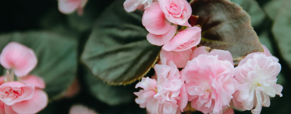 Begonia