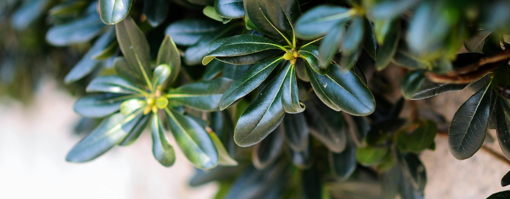 Plantes pour bordures à l'ombre : Créez un jardin paisible et luxuriant