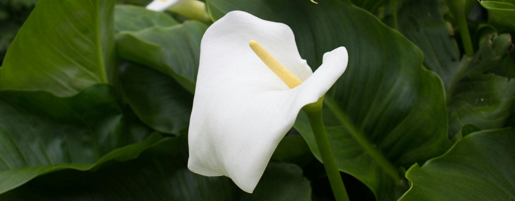 Calla