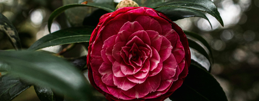 Plantes rouges résistantes