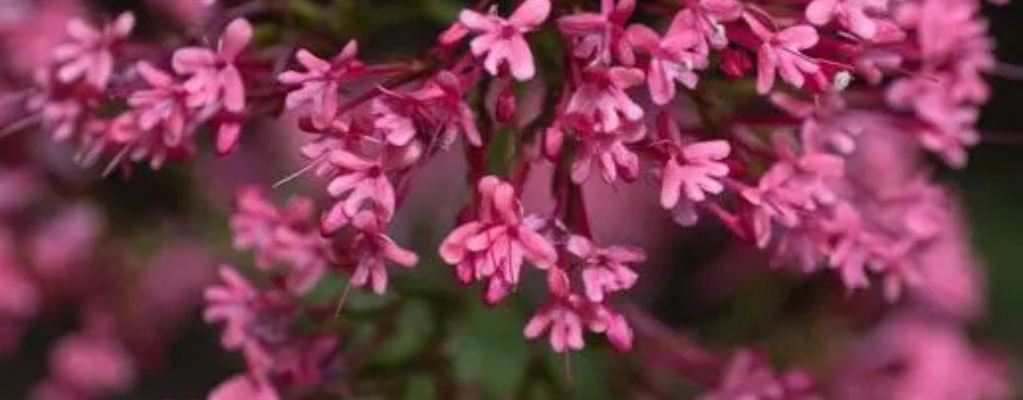 Centranthus ruber – Une touche de couleur pour votre jardin
