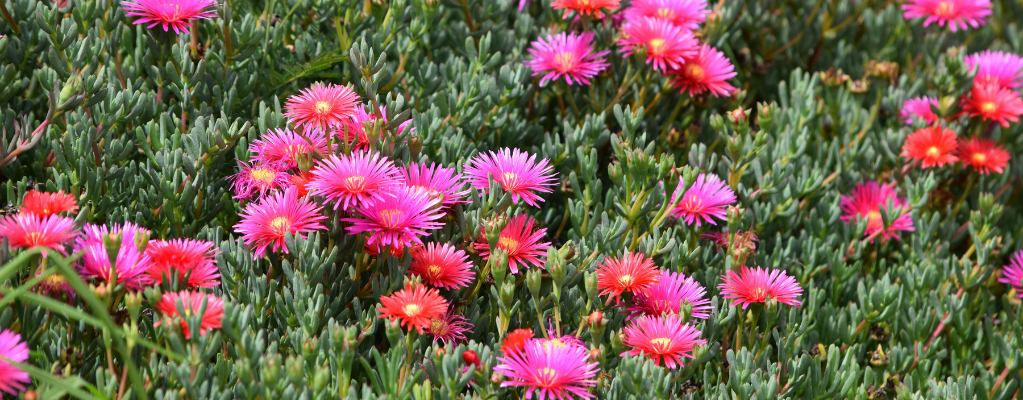 Delosperma – Une fleurs de glace colorée pour votre jardin