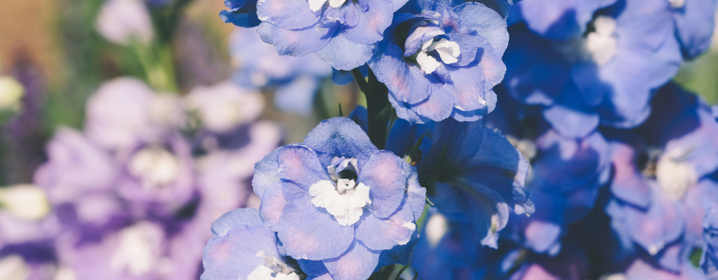Delphinium – une touche colorée pour votre jardin