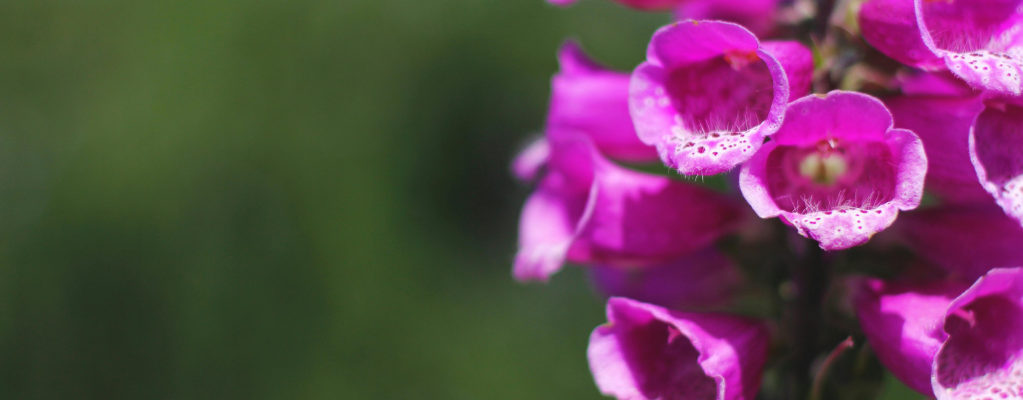 Digitalis – un ajout magnifique à votre jardin
