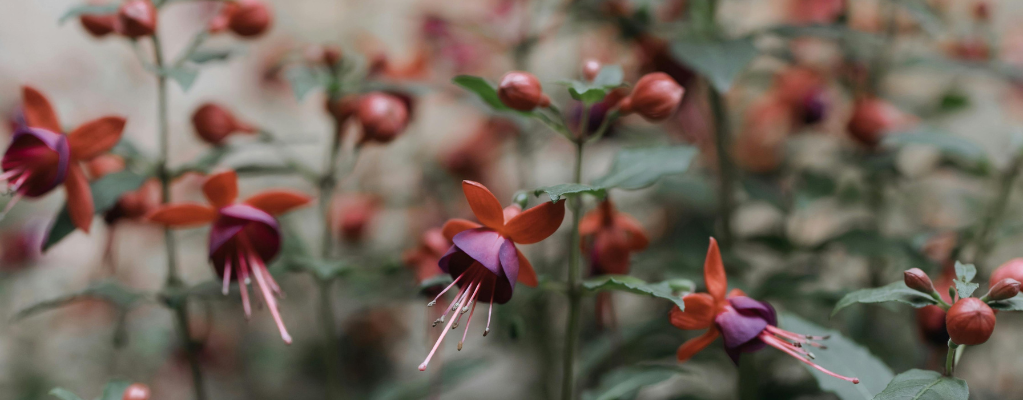 Fuchsia – La plante aux clochettes colorées pour votre jardin