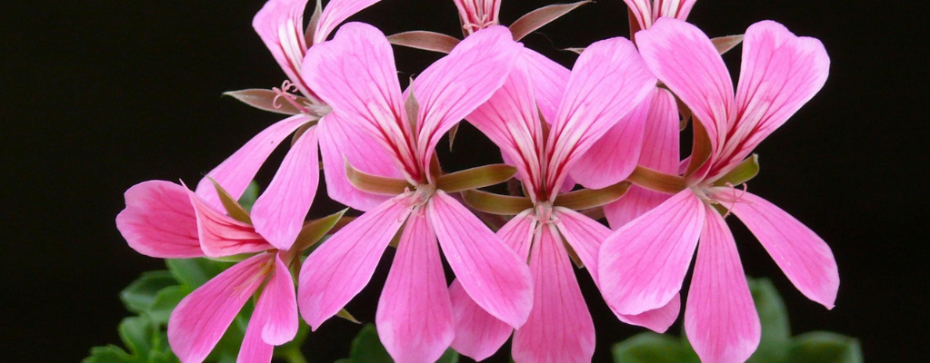 Géranium dans le jardin : une plante colorée et polyvalente