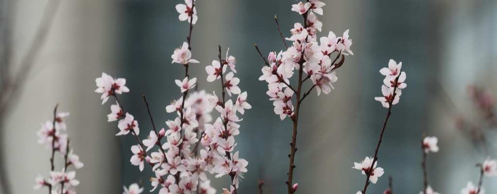Acheter une Gaura : tout sur la plante Gaura lindheimeri