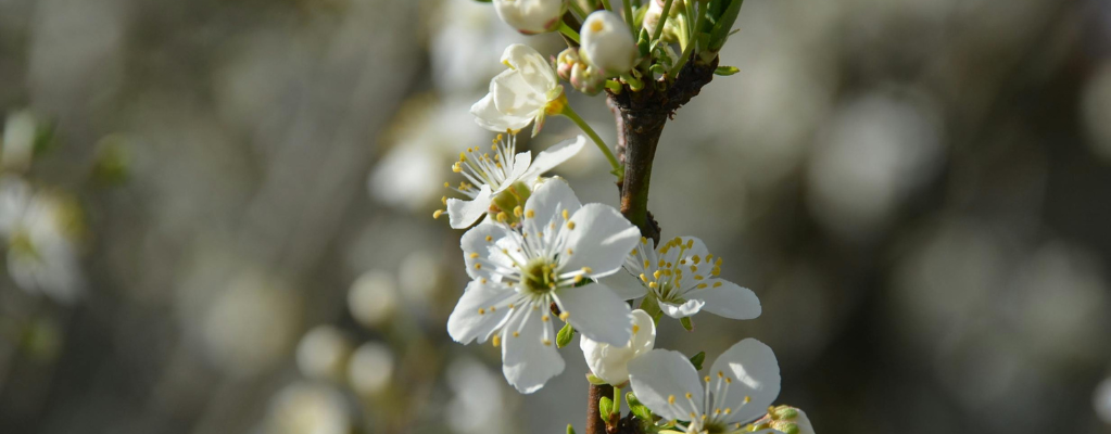 Gypsophile : Une touche élégante pour votre jardin