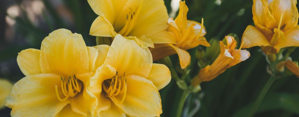 Hemerocallis 'Arctic Snow' – Une magnifique hémérocalle pour votre jardin