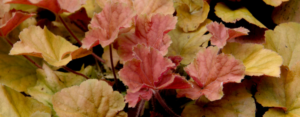 Heuchera: une touche de couleur pour votre jardin