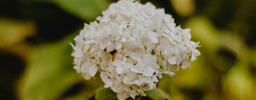 Plantes vivaces blanches pour des bordures élégantes