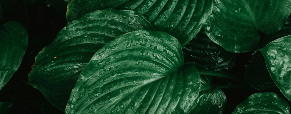 Hosta