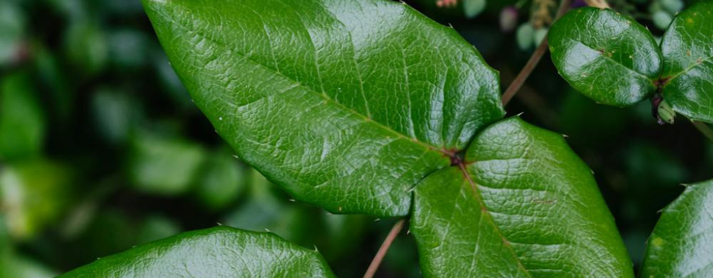 Plantes d’ombre rustiques pour votre jardin