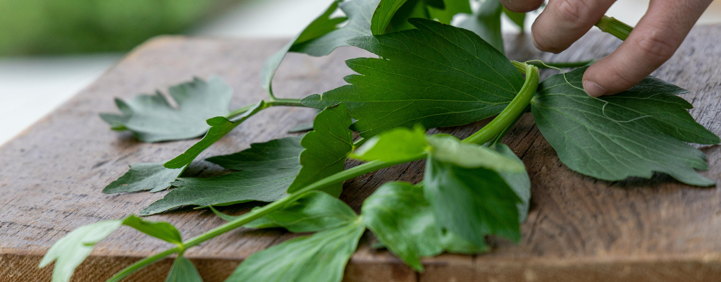 Livèche : une plante polyvalente et aromatique