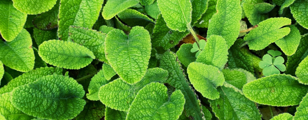 Citronnelle: la plante parfumée et polyvalente pour votre jardin