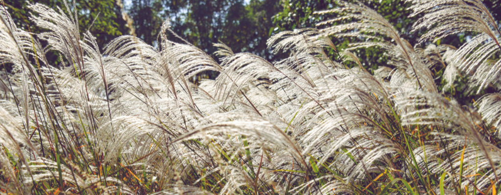 Miscanthus : une graminée ornementale élégante pour votre jardin