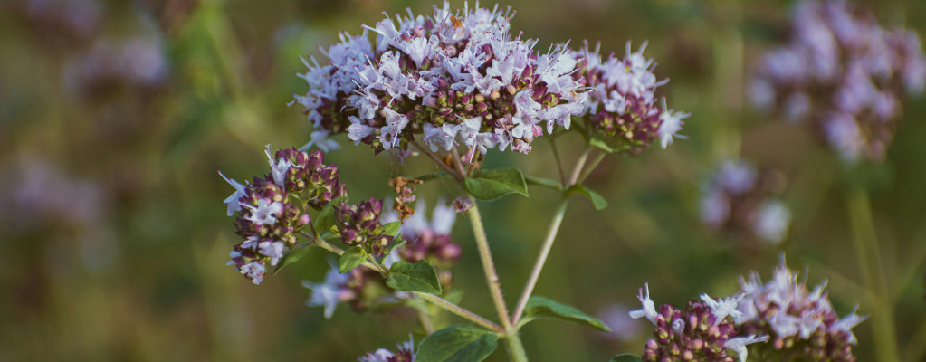 Origanum vulgare – Une plante aromatique et polyvalente