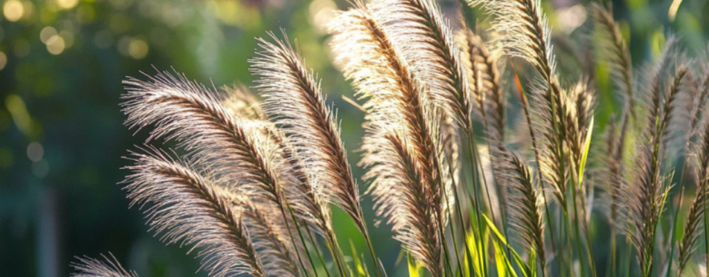 Pennisetum : une herbe ornementale élégante et facile à entretenir