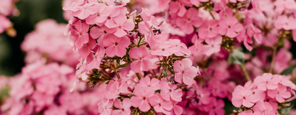 Phlox : des fleurs flamboyantes pour chaque jardin