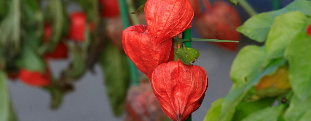 Physalis - La plante lanterne colorée pour votre jardin